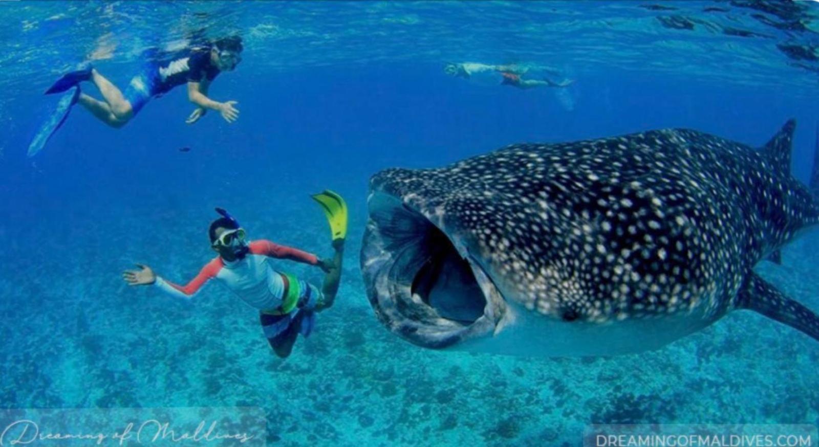 Ukulhas Villa Oceanview Hotel & Spa エクステリア 写真